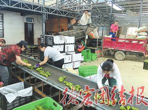 為中小企業插上騰飛的翅膀 德宏州非公有制經濟信用擔保中心發展紀實